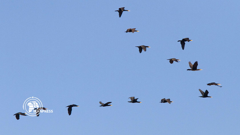 Iranpress: La beauté de la migration des oiseaux migrateurs vers le nord-est de l