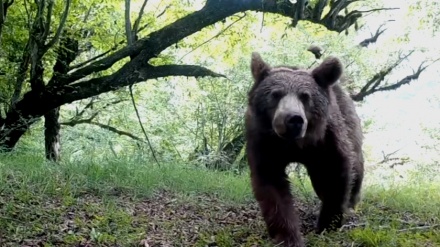 Iranpress: Biodiversité des animaux dans les forêts hyrcaniennes du nord de l