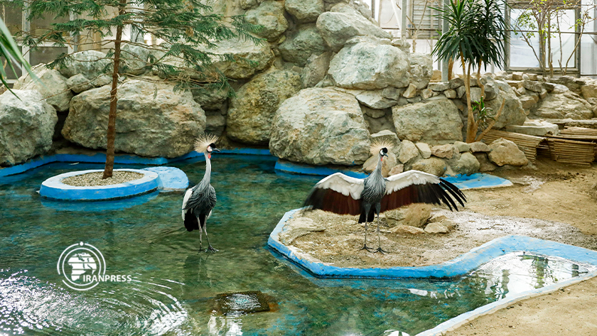 Iranpress: Jardin des oiseaux de Téhéran