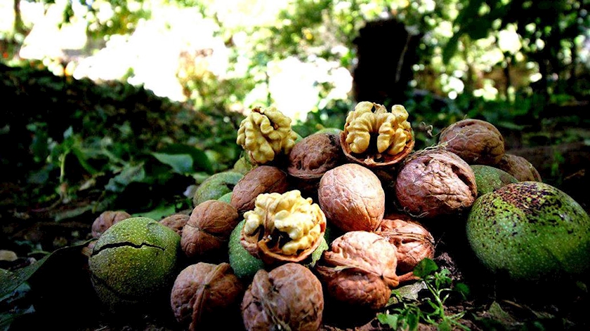 Iranpress: Enregistrement mondial de la noix "Tuyserkan" auprès de la FAO