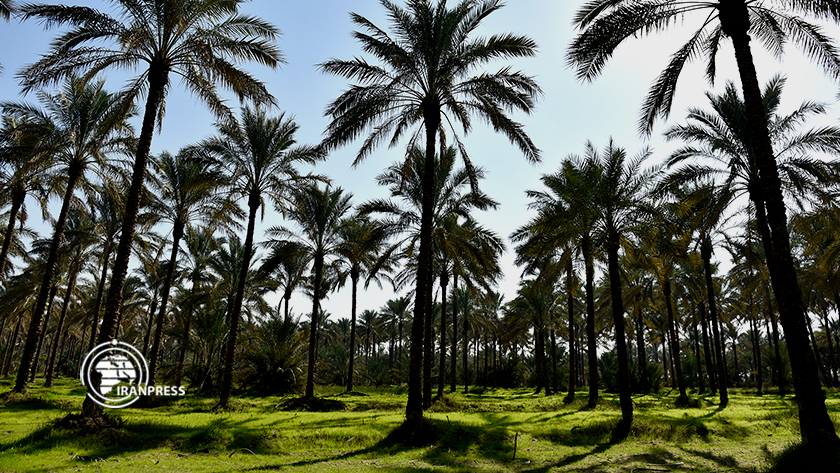 Iranpress: De belles palmeraies à Bouchehr; Destination touristique dans le sud de l