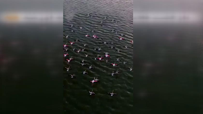 Iranpress: Le retour des flamants roses au lac d