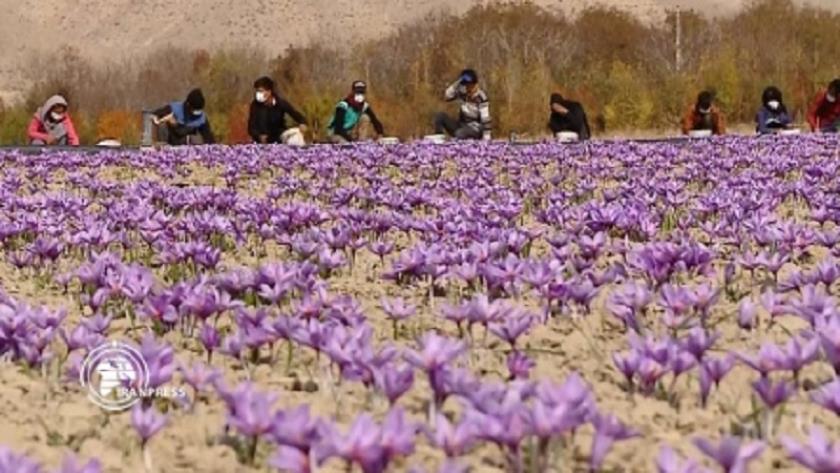 Iranpress: Récolte de safran ; Exportation d