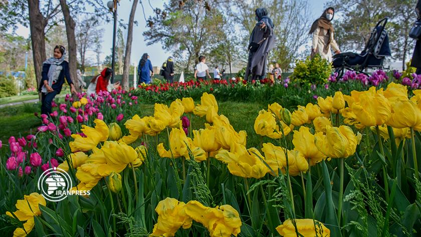 Iranpress: Festival des tulipes à Arak en Iran ; Beauté printanière avec des tulipes colorées