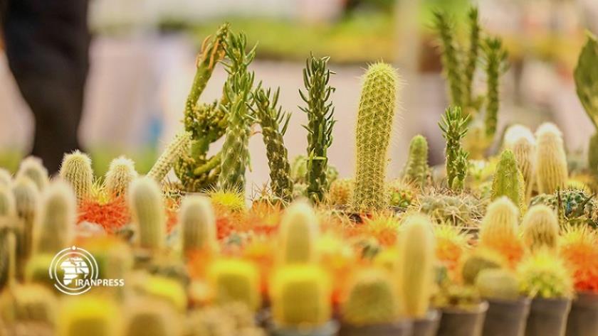Iranpress: Cactus miniatures à l
